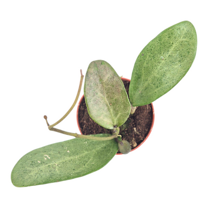 Hoya Silver Lady