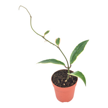 Hoya Verticillata Yangzhi Variegata