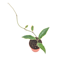 Hoya Verticillata Yangzhi Variegata