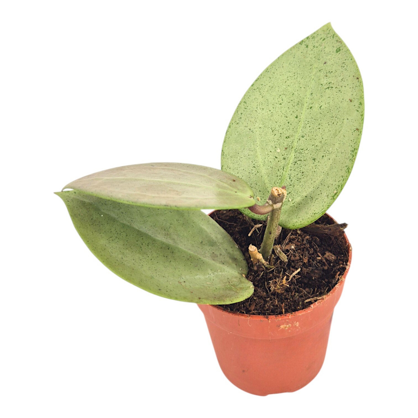 Hoya Parasitica Herzblatt Silber