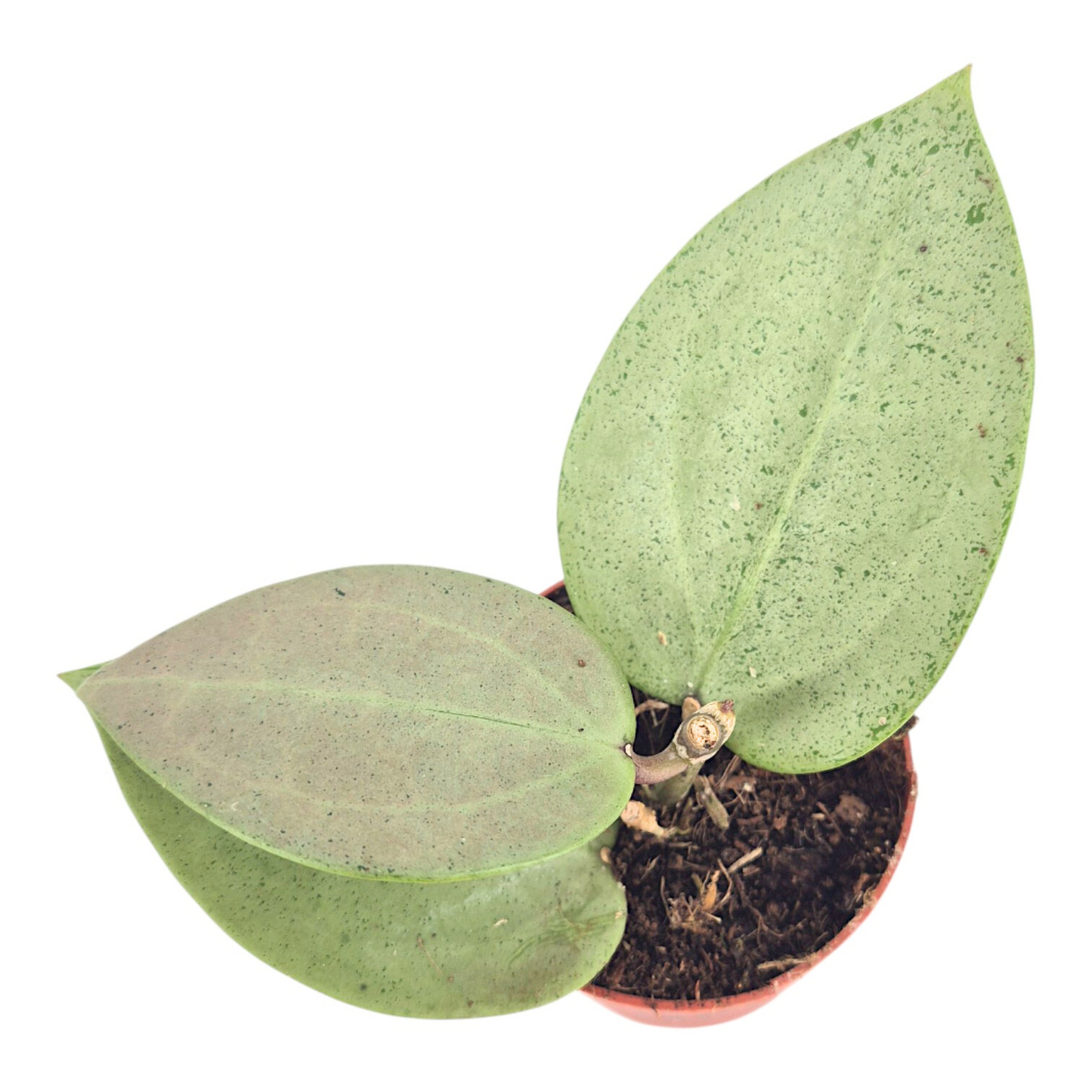 Hoya Parasitica Herzblatt Silber