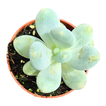 Pachyphytum Blue Haze