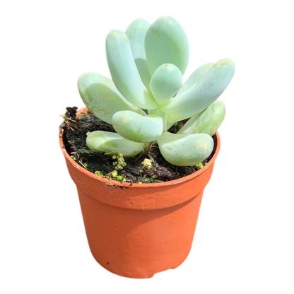 Pachyphytum Blue Haze