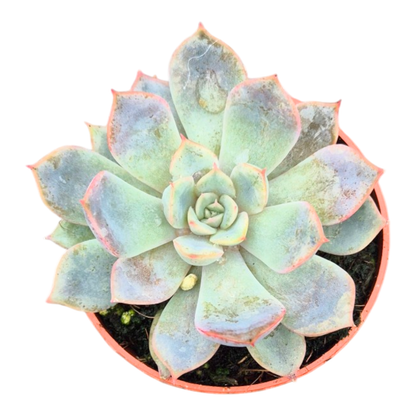 Pachyphytum Guangzhou
