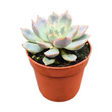 Pachyphytum Guangzhou