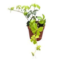 Parthenocissus Striata Sugar Vine