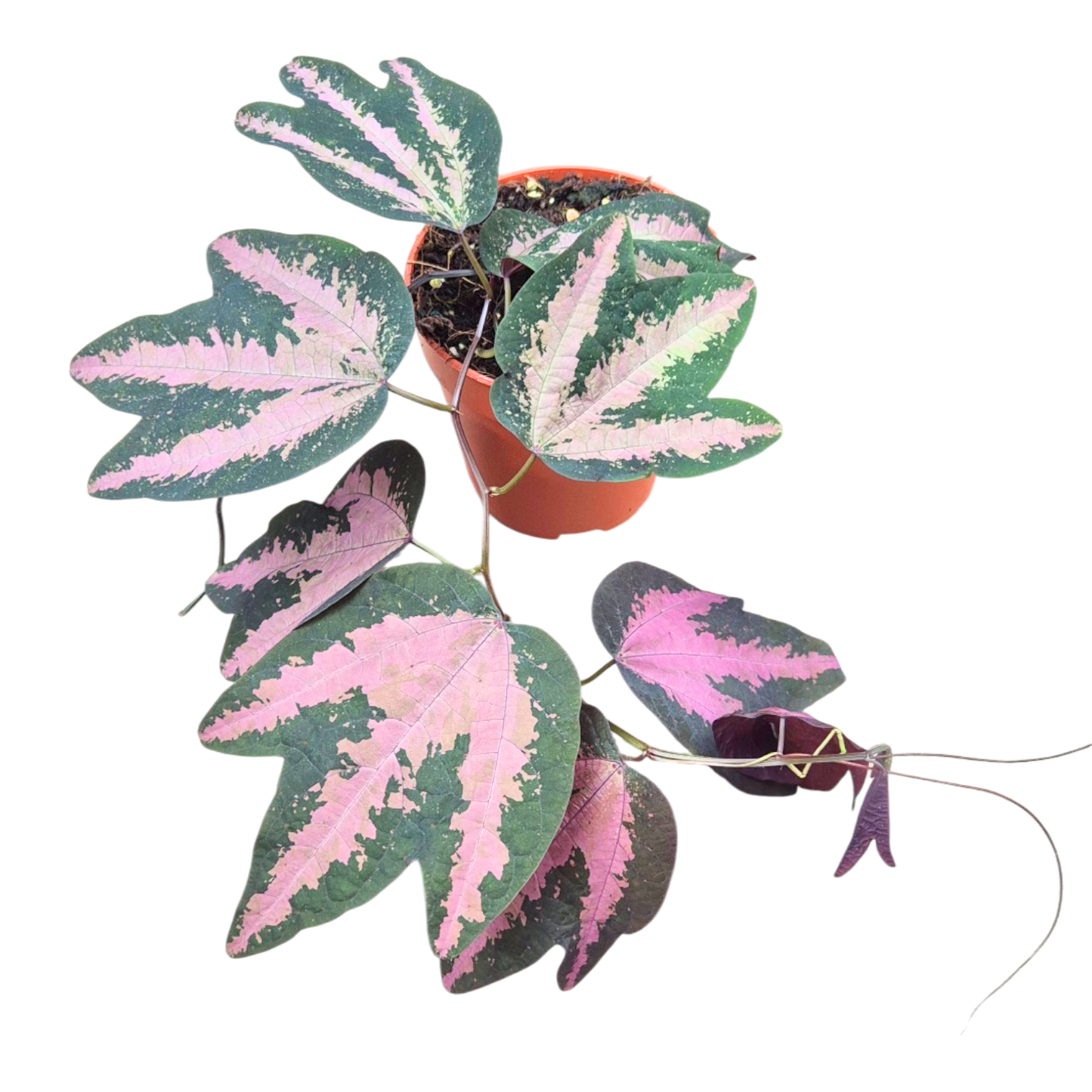 Passiflora trifasciata