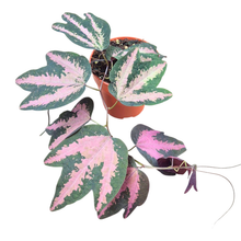 Passiflora Trifasciata