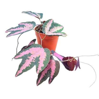 Passiflora trifasciata