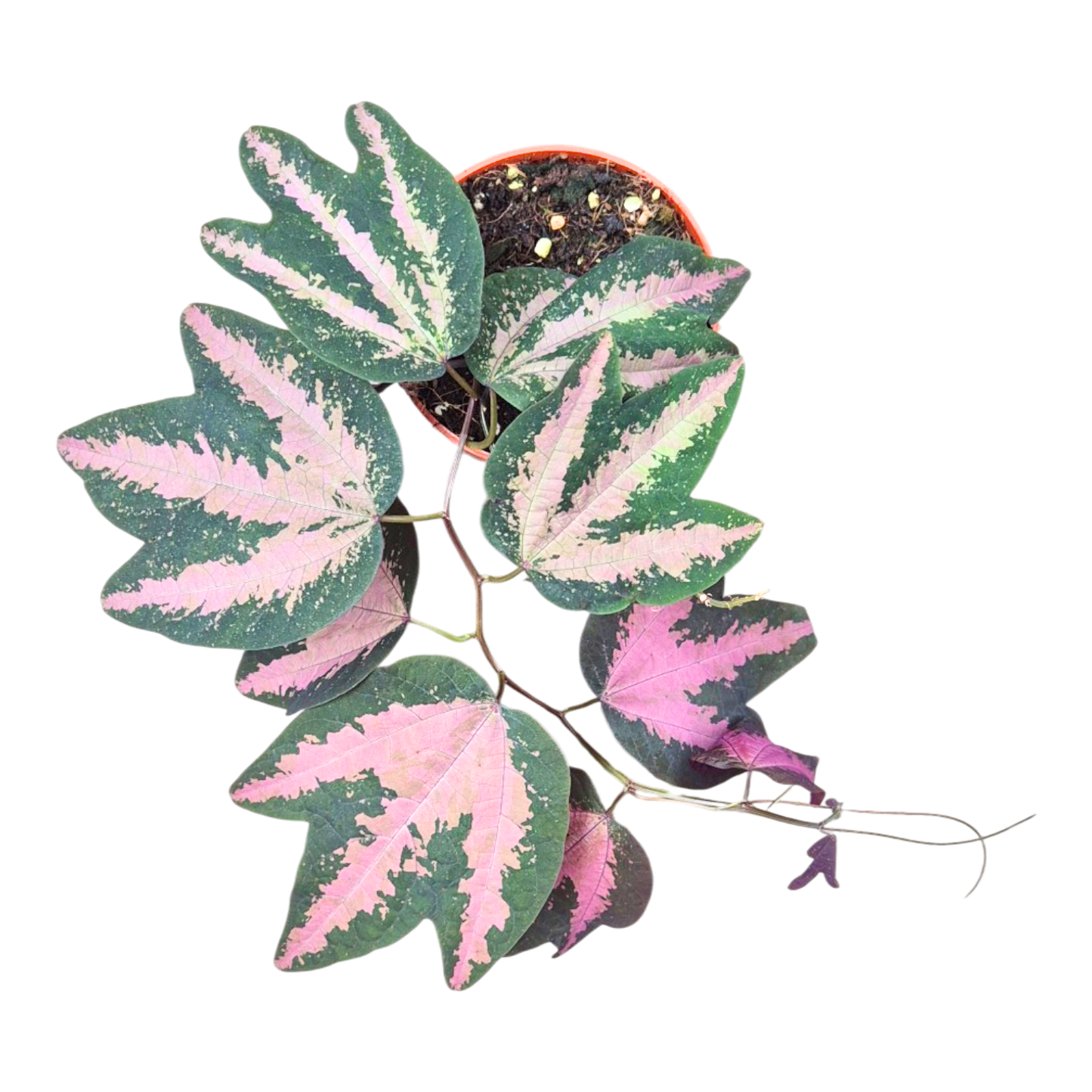 Passiflora trifasciata
