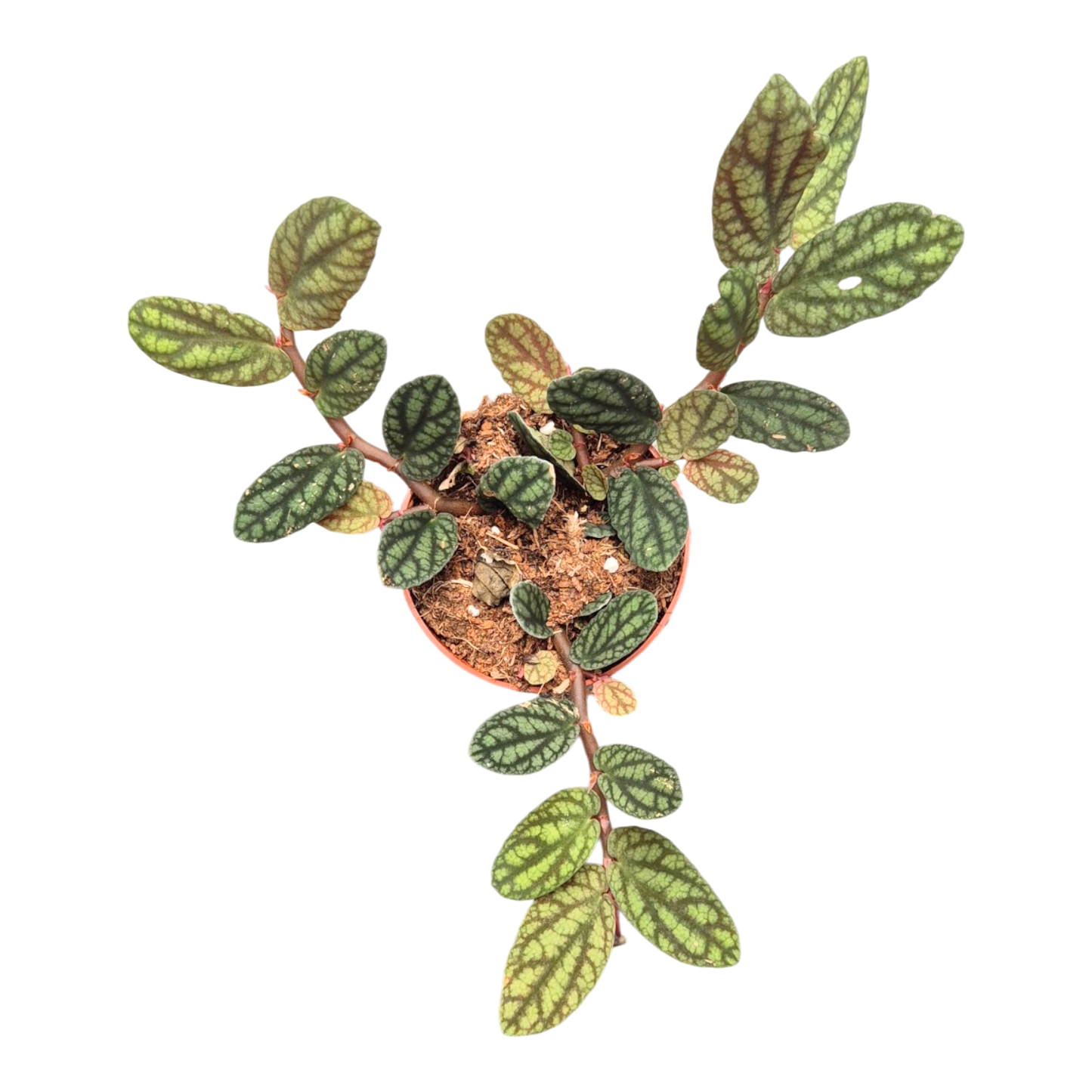 Pellionia Pulchra