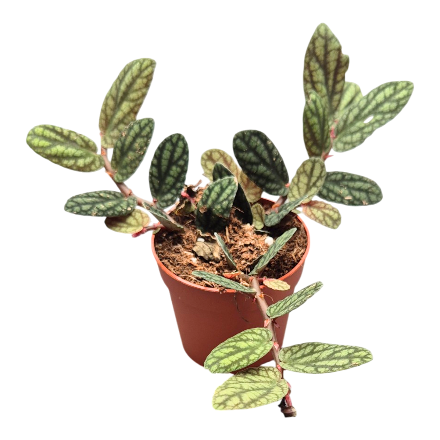 Pellionia Pulchra