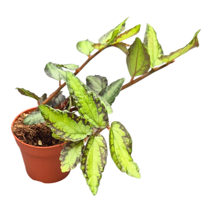 Pellionia Repens