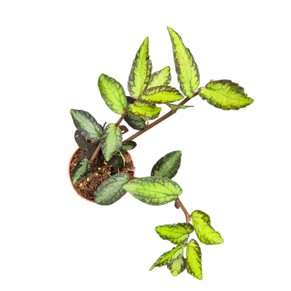 Pellionia Repens