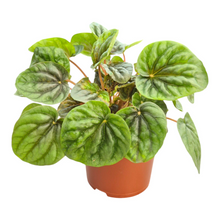 Peperomia Candora® Da Vinci