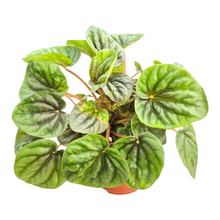 Peperomia Candora® Da Vinci