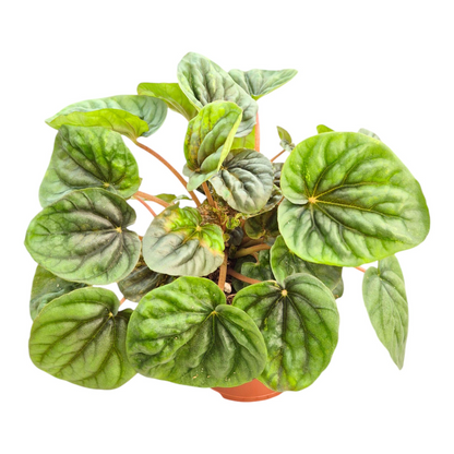 Peperomia Candora® Da Vinci 'LENCANDAVI'
