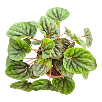 Peperomia Candora® Da Vinci 'LENCANDAVI'