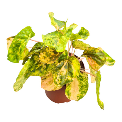 Peperomia Candora® Picasso