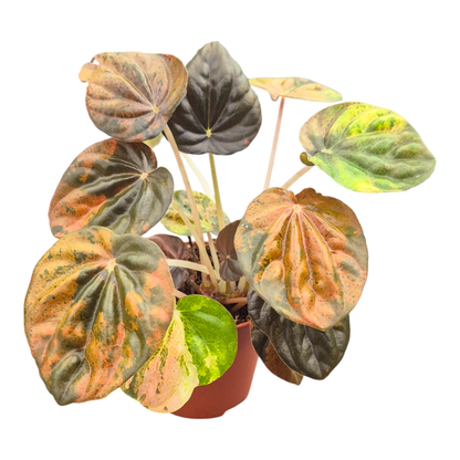 Peperomia Candora® Picasso