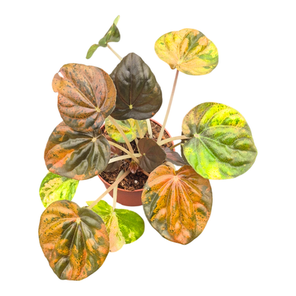 Peperomia Candora® Picasso