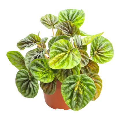 Peperomia Candora® Vermeer