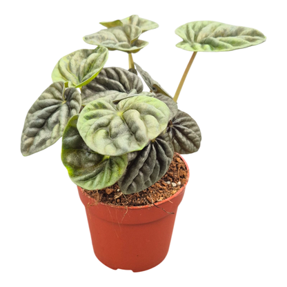 Peperomia Candora® Vermeer