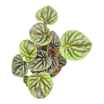 Peperomia Candora® Vermeer
