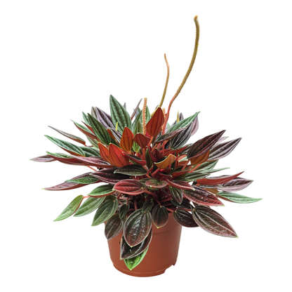 Peperomia Caperata Rosso
