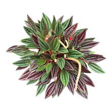 Peperomia Caperata Rosso
