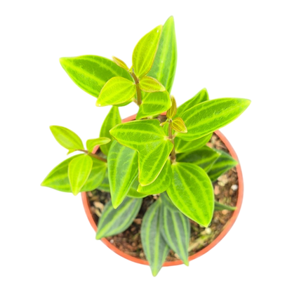 Peperomia Angulata
