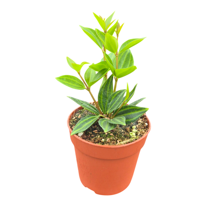 Peperomia Angulata
