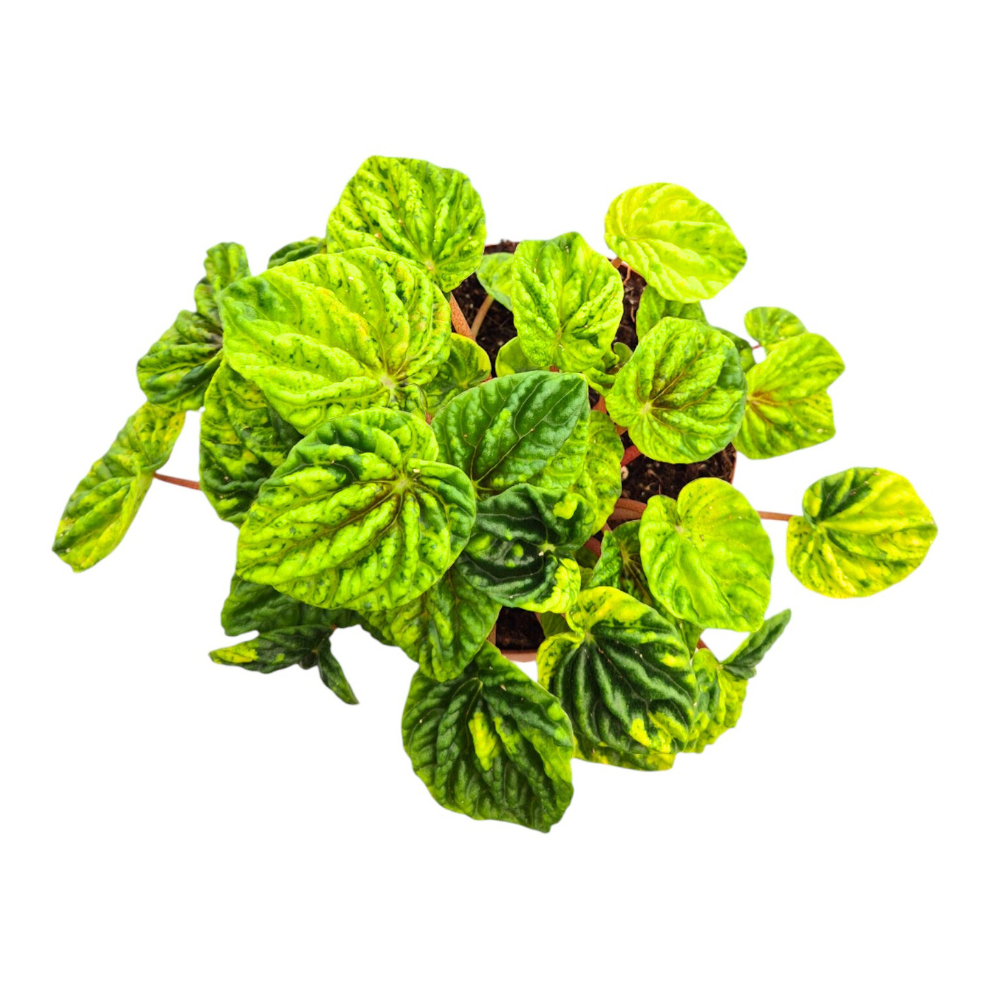 Peperomia Candora® Monet