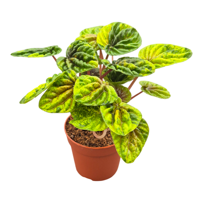 Peperomia Candora® Monet