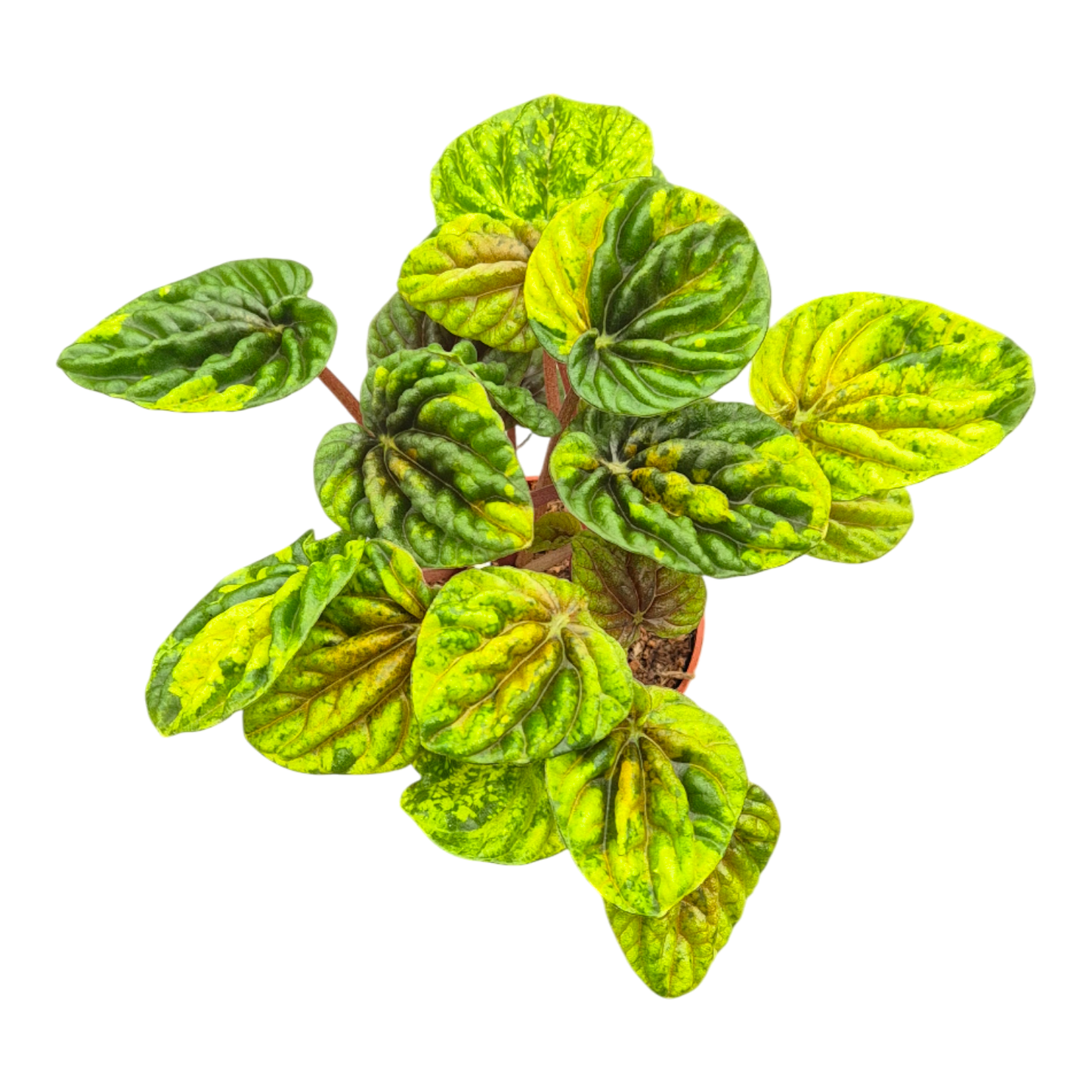 Peperomia Candora® Monet