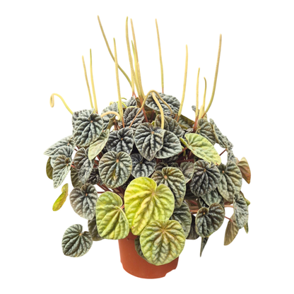 Peperomia Candora® Vermeer
