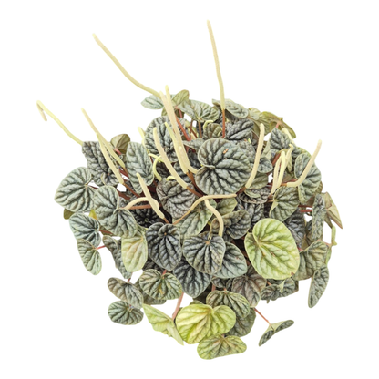 Peperomia Candora® Vermeer