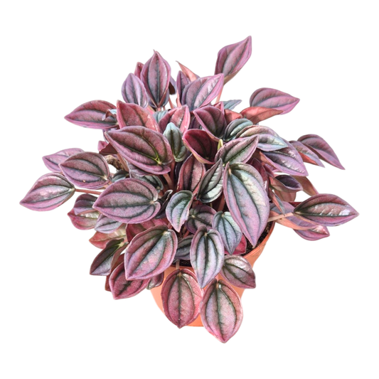 Peperomia Caperata Cayenne