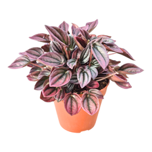 Peperomia Caperata Cayenne