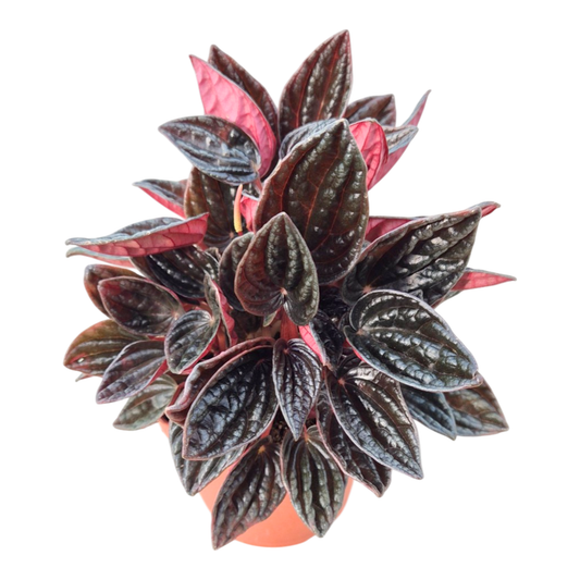 Peperomia Caperata Montevideo