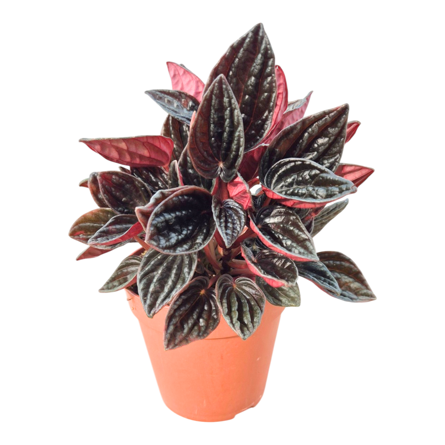 Peperomia Caperata Montevideo