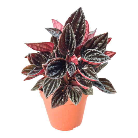 Peperomia Caperata Montevideo