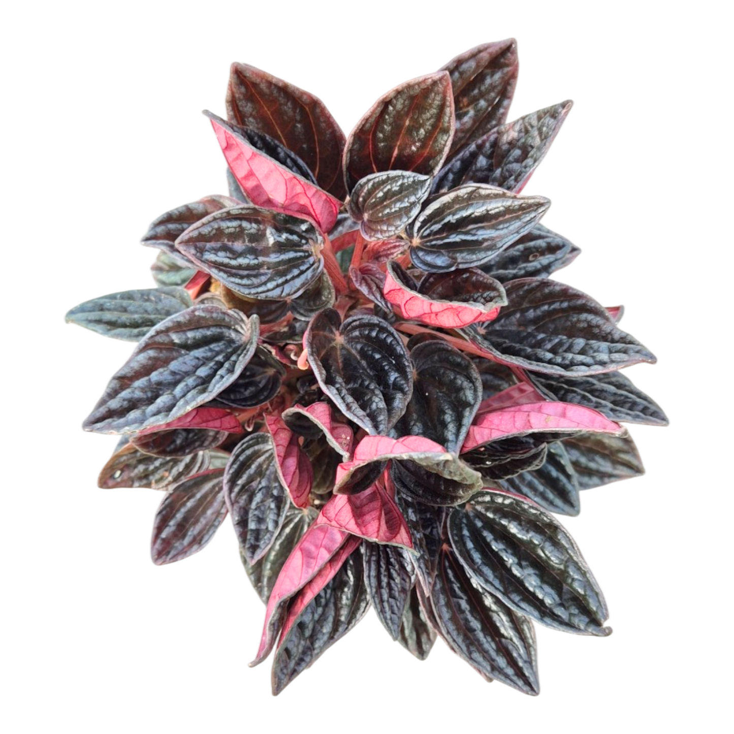 Peperomia Caperata Montevideo