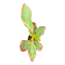 Peperomia Clusiifolia Ginny