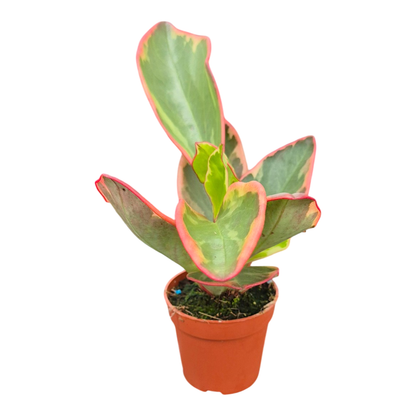 Peperomia Clusiifolia Ginny