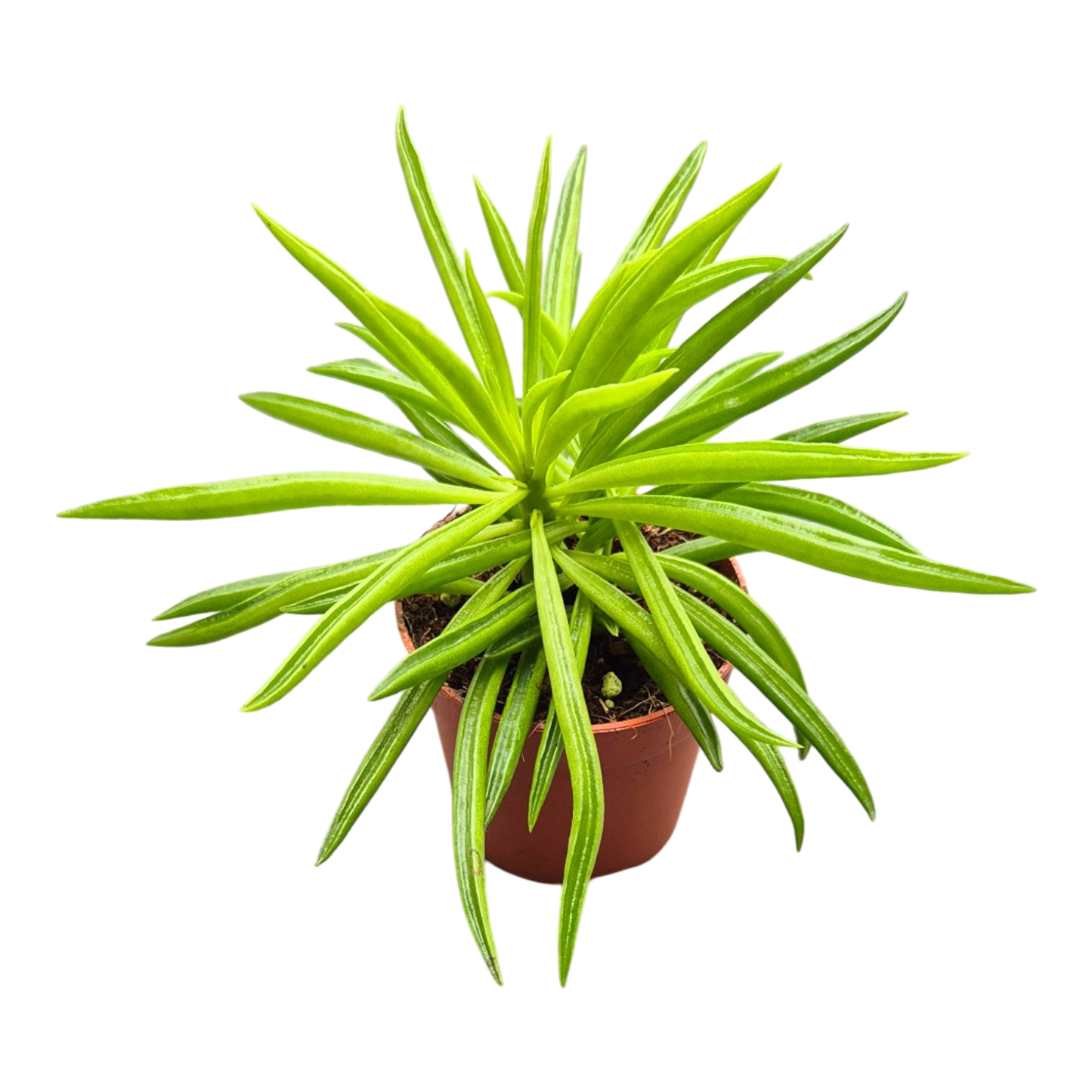 Peperomia Ferreyrae Happy Bean