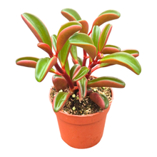 Peperomia graveolens