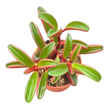 Peperomia graveolens