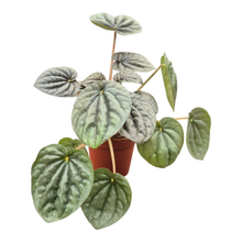 Peperomia Griseoargentea