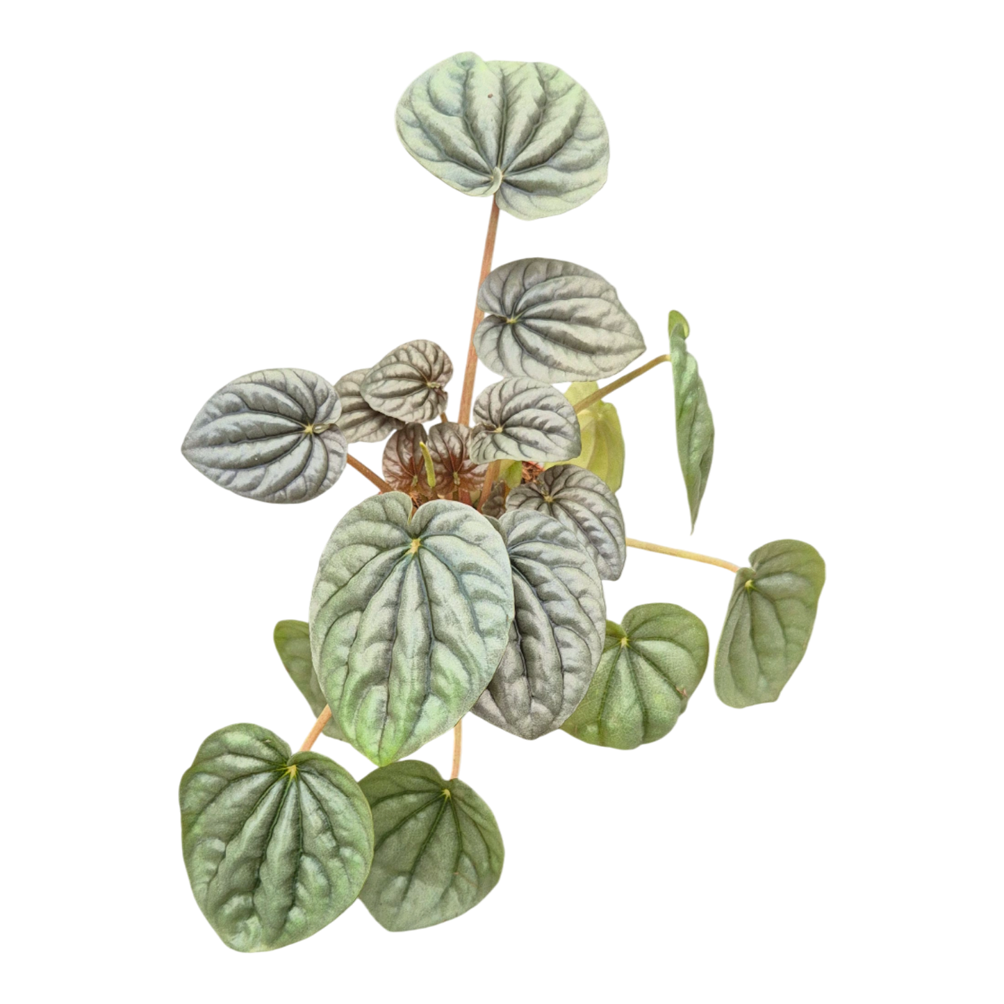 Peperomia Griseoargentea